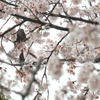 雪の日の桜にとまるヒヨドリ2