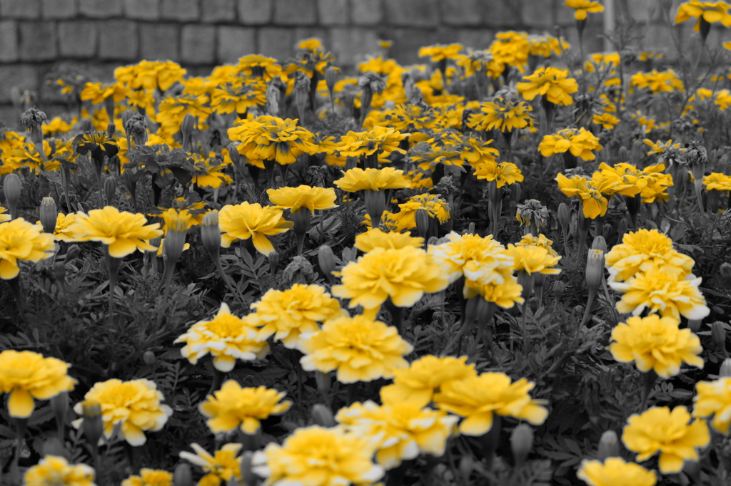 黄色い花が咲く花壇2