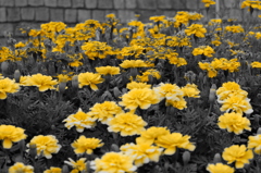 黄色い花が咲く花壇2
