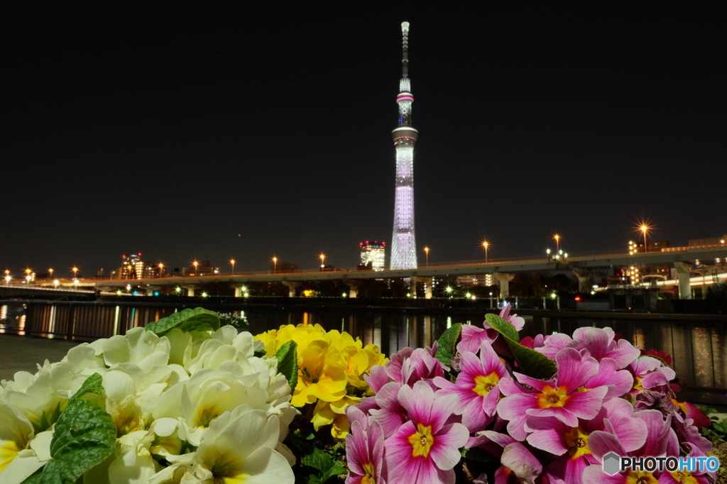 東京スカイツリー80