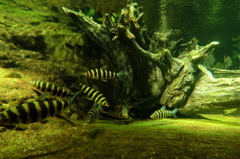 サンシャイン水族館4