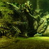 サンシャイン水族館4