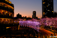 東京ミッドタウンの桜ライトアップ2