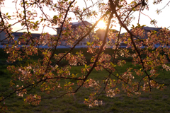 夕方の桜2