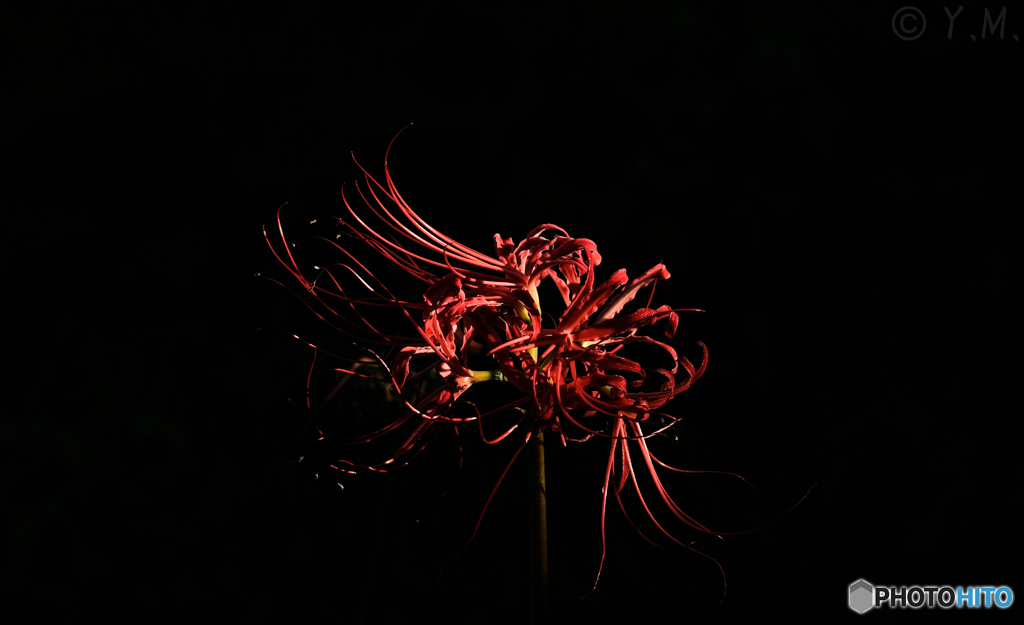 赤い彼岸花