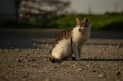 近所の野良猫40