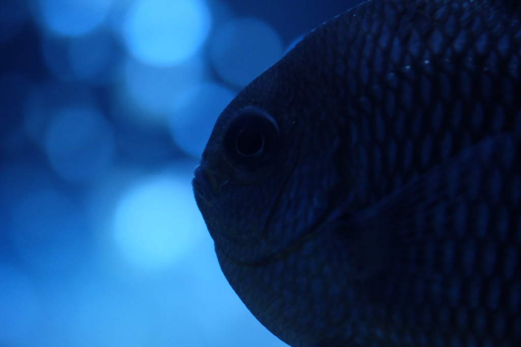 考える魚