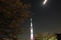 東京スカイツリー33 墨田公園の桜と星の軌跡