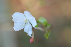 鎌倉瑞泉寺の冬桜