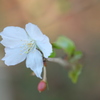 鎌倉瑞泉寺の冬桜