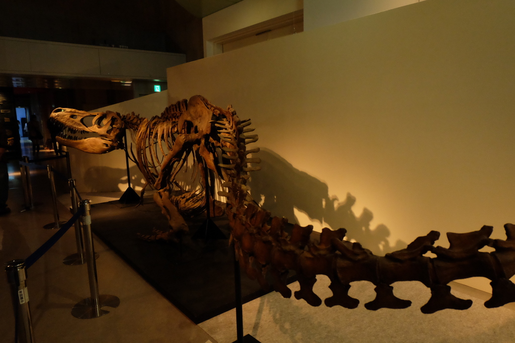 国立科学博物館3恐竜の化石
