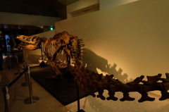 国立科学博物館3恐竜の化石