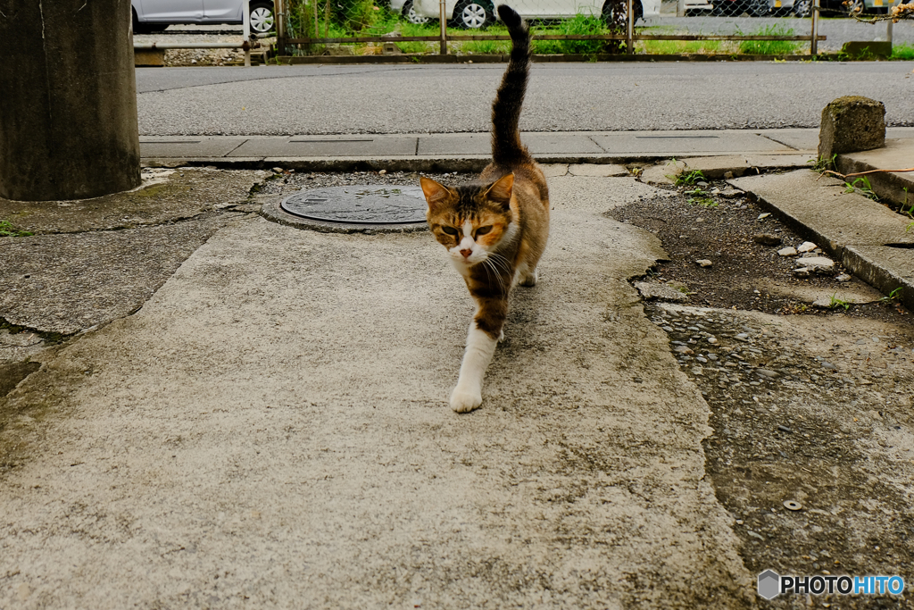 向かってくる猫