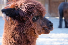 1月の上野動物園 チャラいアルパカ