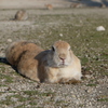 大久野島のうさぎたち3 寝そべると長い胴体1