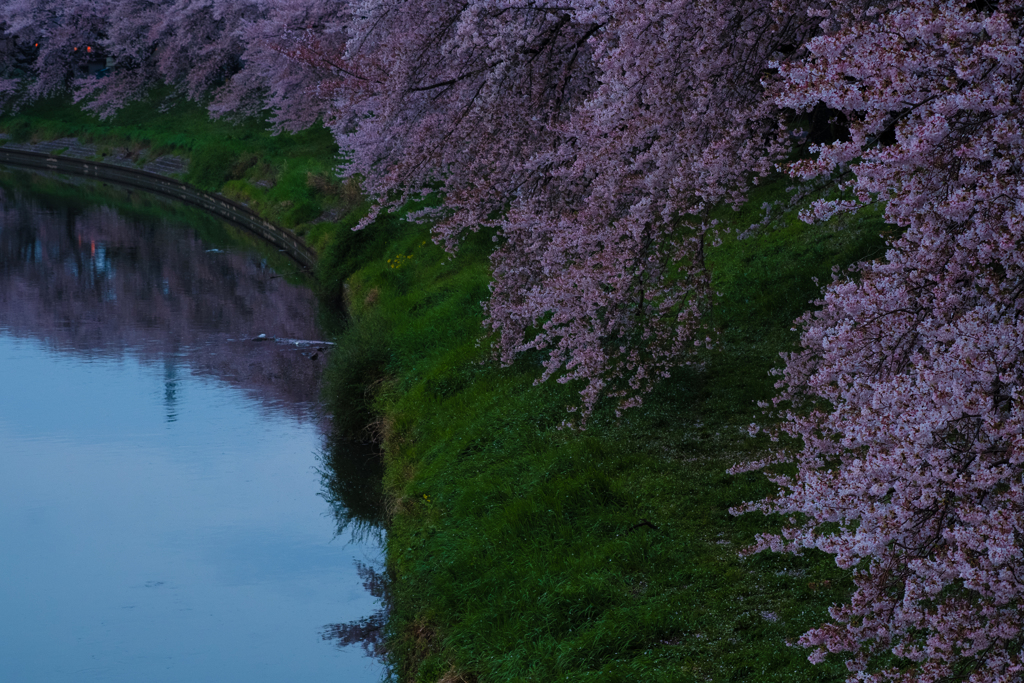 桜並木