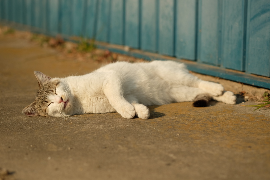 近所の野良猫11