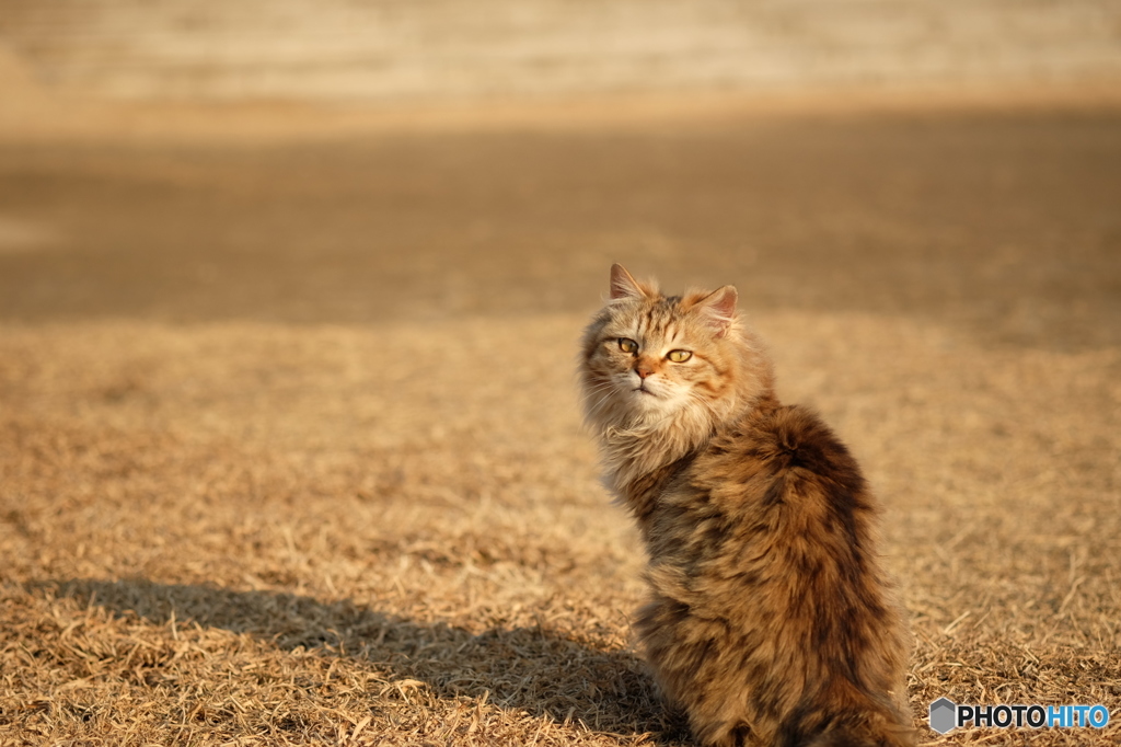 振り返る猫