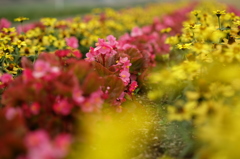赤と黄色の花壇1