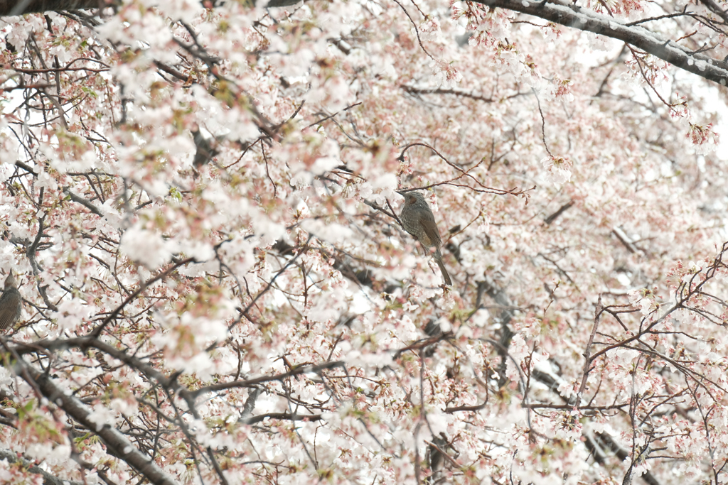 雪の日の桜にとまるヒヨドリ1