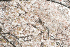 雪の日の桜にとまるヒヨドリ1