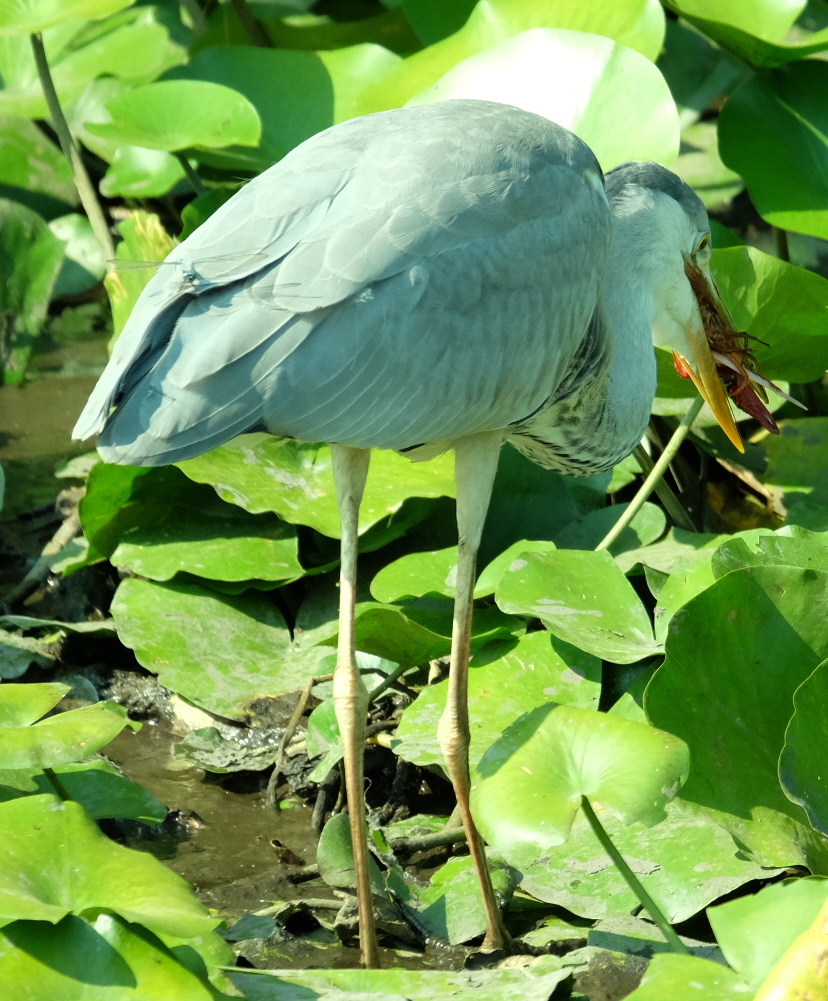 ザリガニを食べるアオサギに止まるトンボ