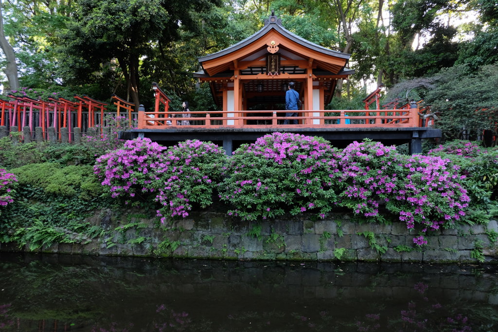 根津神社2 つつじ