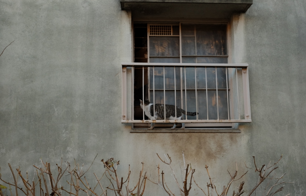 日暮れの団地　不法侵入する猫