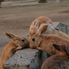 大久野島のうさぎたち14 ウサギたちの団らん