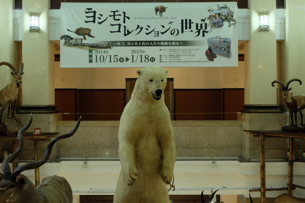 国立科学博物館5白クマのはく製
