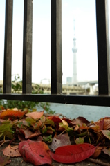 東京スカイツリー15 すみだ公園の落ち葉と柵