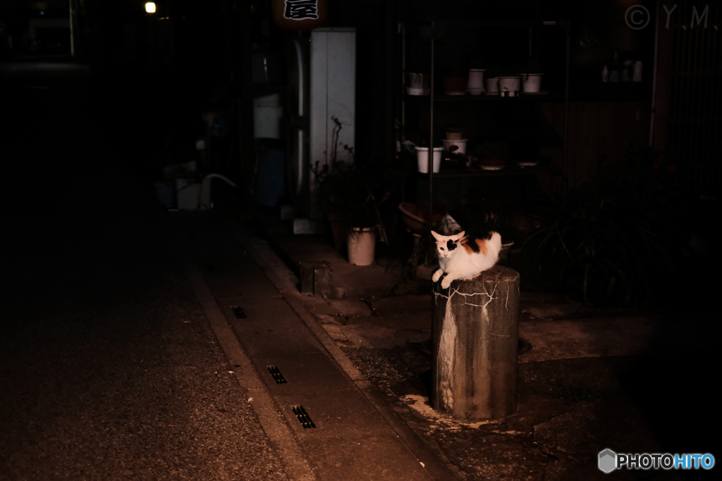 夜に佇む猫