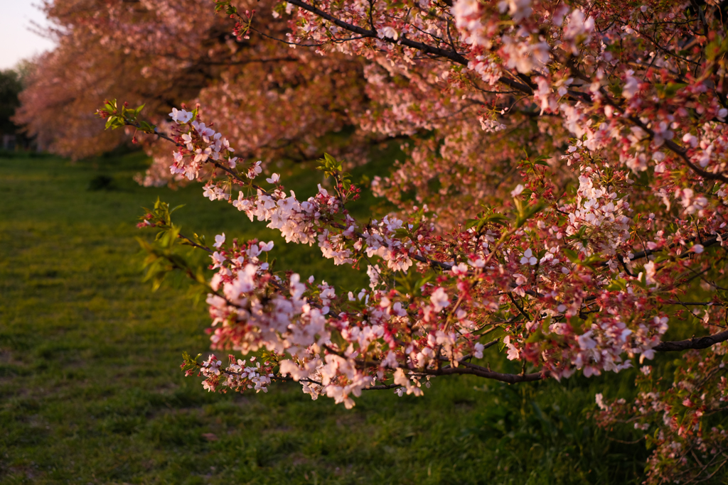 夕方の桜3