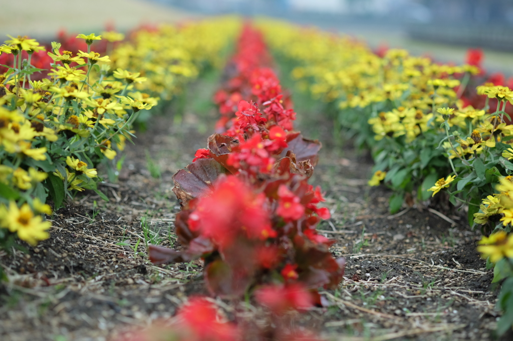 赤と黄色の花壇3