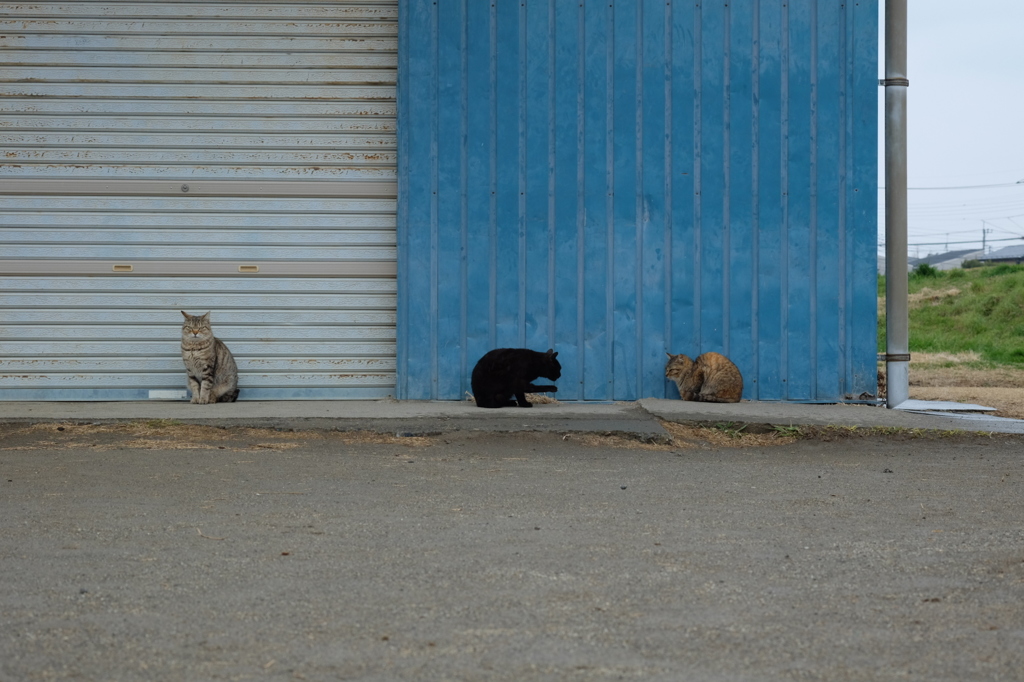 近所の野良猫23