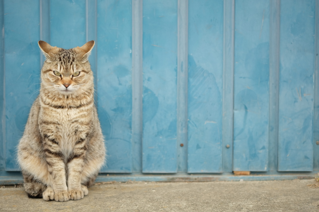 近所の野良猫24 青い倉庫前の猫 by mno （ID：4247673） - 写真共有 