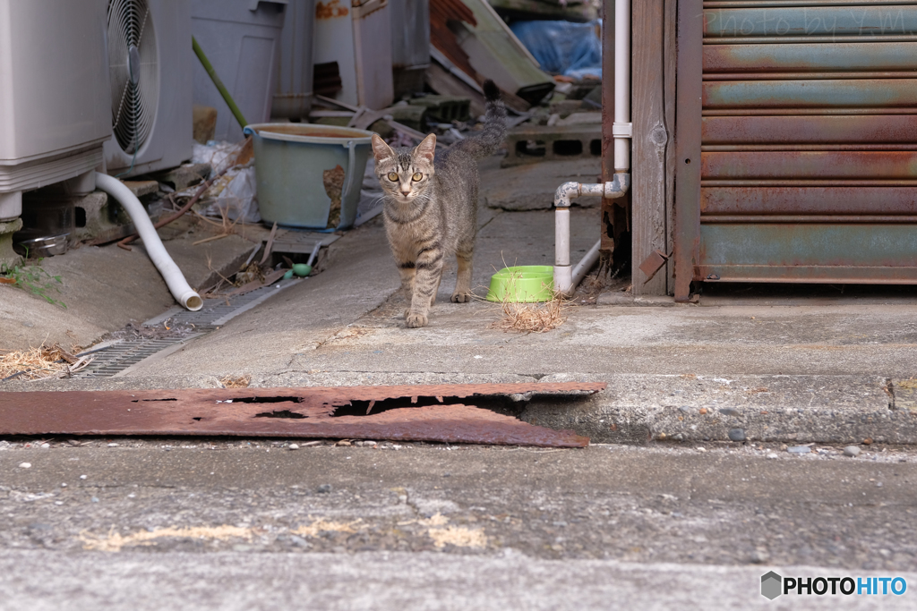 野良猫