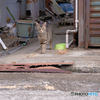 野良猫