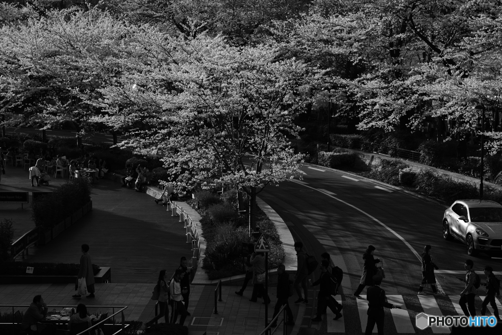 桜並木の横断歩道