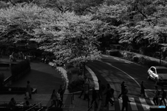 桜並木の横断歩道