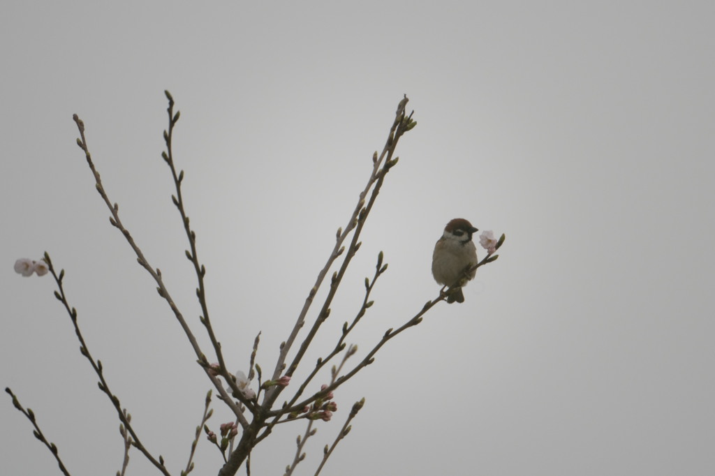 桜の木に止まる鳥 By Mno Id 写真共有サイト Photohito