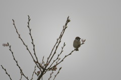 桜の木に止まる鳥