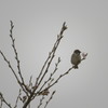 桜の木に止まる鳥