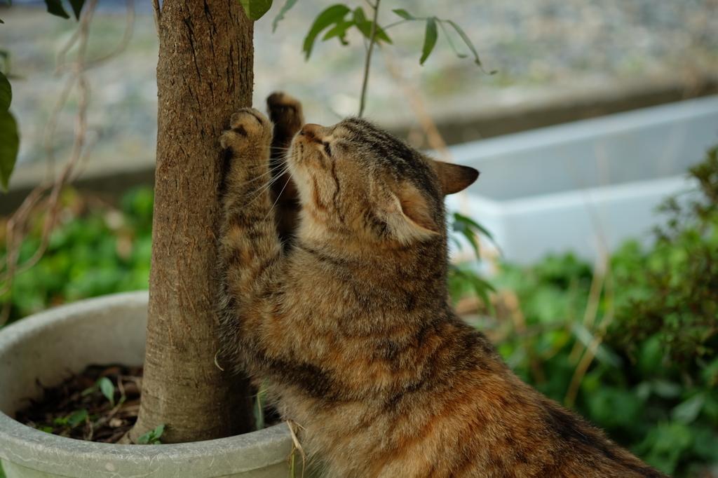 近所の野良猫18