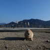 大久野島のうさぎたち2 ハロー大久野島