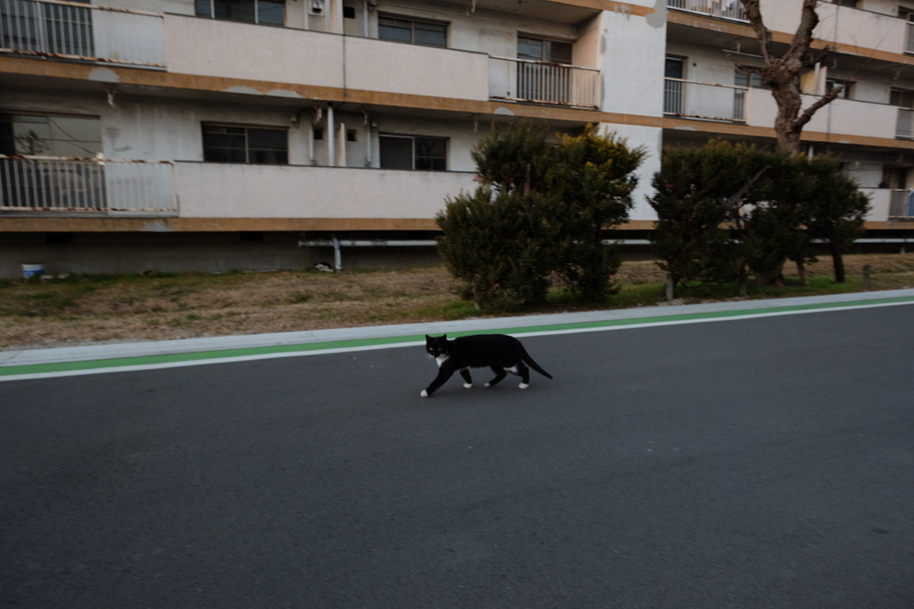 日暮れの団地　カメラに警戒しながら歩く猫