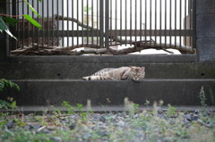 近所の野良猫44 寝そべる