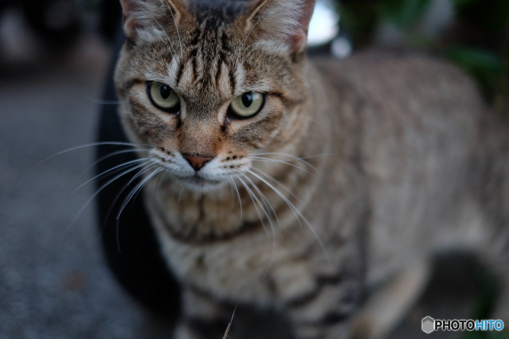 近所の野良猫53