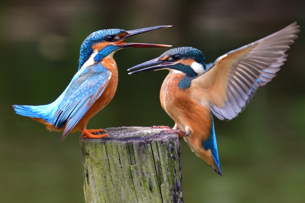 カワセミ親子 1