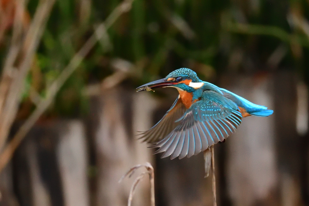 エビを咥えてホバ？